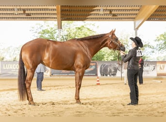 American Quarter Horse, Mare, 8 years, 16 hh, Chestnut-Red