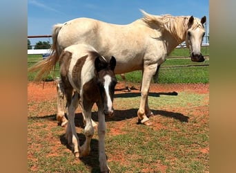 American Quarter Horse, Mare, 8 years, 16 hh, Palomino