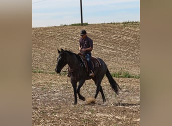 American Quarter Horse, Mare, 8 years, 16,2 hh, Roan-Blue