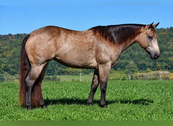 American Quarter Horse, Mare, 8 years, Buckskin