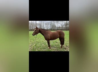 American Quarter Horse, Mare, 8 years, Chestnut-Red