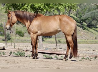 American Quarter Horse, Mare, 8 years, Dun