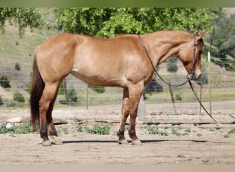 American Quarter Horse, Mare, 8 years, Dun