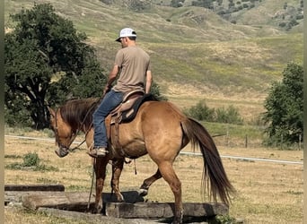 American Quarter Horse, Mare, 8 years, Dun