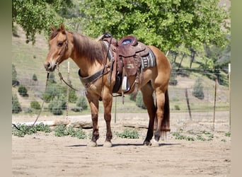 American Quarter Horse, Mare, 8 years, Dun