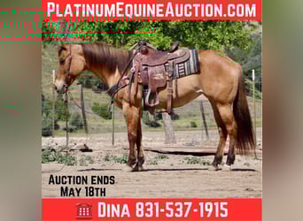 American Quarter Horse, Mare, 8 years, Dun