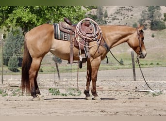 American Quarter Horse, Mare, 8 years, Dun