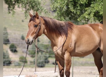 American Quarter Horse, Mare, 8 years, Dun