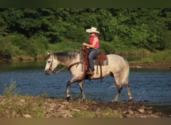 American Quarter Horse, Mare, 8 years, Grey