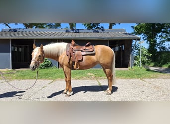 American Quarter Horse, Mare, 8 years, Palomino
