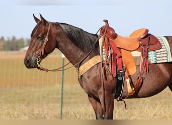 American Quarter Horse, Mare, 8 years, Roan-Bay