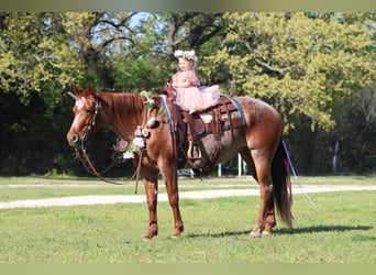 American Quarter Horse, Mare, 8 years, Roan-Red