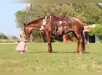 American Quarter Horse, Mare, 8 years, Roan-Red