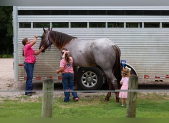 American Quarter Horse, Mare, 8 years, Roan-Red