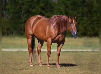 American Quarter Horse, Mare, 8 years, Sorrel