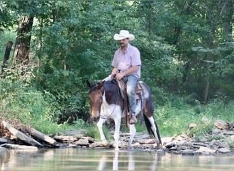 American Quarter Horse, Mare, 8 years, Tobiano-all-colors