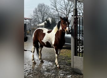 American Quarter Horse Mix, Mare, 9 years, 13,2 hh, Pinto