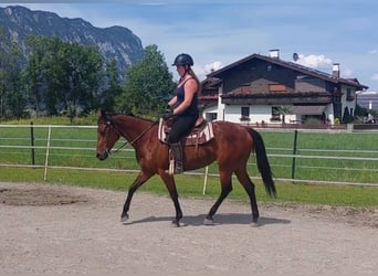 American Quarter Horse, Mare, 9 years, 14.1 hh, Brown