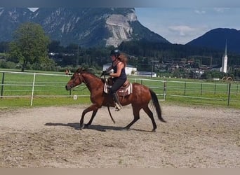 American Quarter Horse, Mare, 9 years, 14.1 hh, Brown
