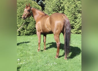 American Quarter Horse, Mare, 9 years, 14.1 hh, Chestnut-Red