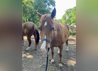 American Quarter Horse, Mare, 9 years, 14.1 hh, Chestnut-Red