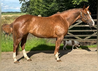 American Quarter Horse, Mare, 9 years, 14,1 hh, Chestnut-Red