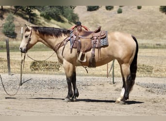 American Quarter Horse, Mare, 9 years, 14.2 hh, Buckskin
