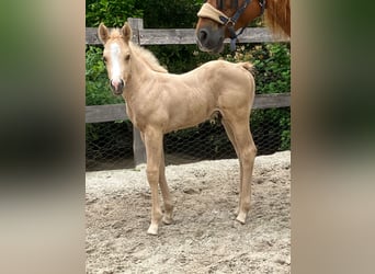 American Quarter Horse, Mare, 9 years, 14.2 hh, Chestnut-Red