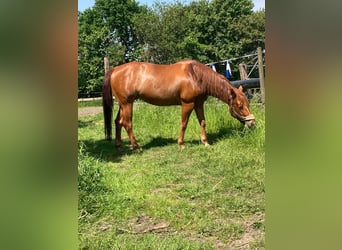 American Quarter Horse, Mare, 9 years, 14.2 hh, Chestnut-Red