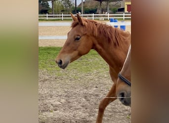 American Quarter Horse, Mare, 9 years, 14.2 hh, Chestnut-Red