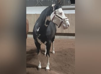 American Quarter Horse, Mare, 9 years, 14,2 hh, Overo-all-colors