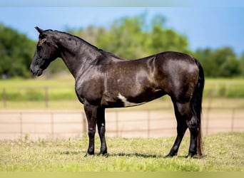 American Quarter Horse, Mare, 9 years, 14.2 hh, Overo-all-colors