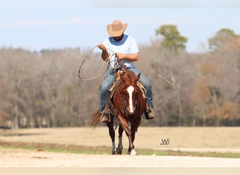 American Quarter Horse, Mare, 9 years, 14.2 hh, Sorrel