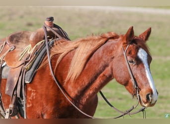 American Quarter Horse, Mare, 9 years, 14.2 hh, Sorrel