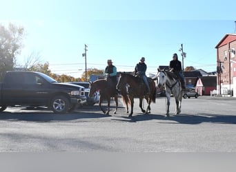 American Quarter Horse, Mare, 9 years, 14,2 hh, Sorrel