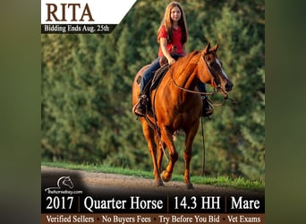 American Quarter Horse, Mare, 9 years, 14.2 hh, Sorrel