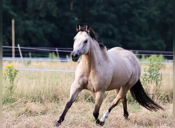American Quarter Horse, Mare, 9 years, 14.3 hh, Buckskin