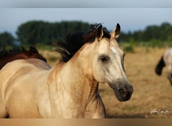 American Quarter Horse, Mare, 9 years, 14.3 hh, Buckskin