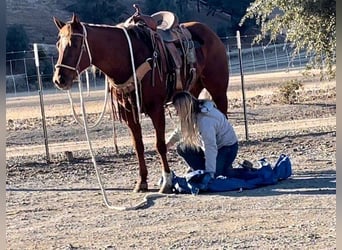 American Quarter Horse, Mare, 9 years, 14,3 hh, Chestnut