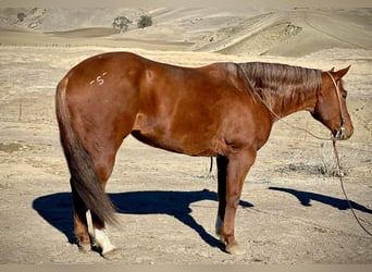 American Quarter Horse, Mare, 9 years, 14,3 hh, Chestnut