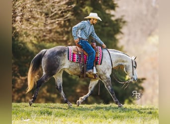American Quarter Horse, Mare, 9 years, 14.3 hh, Gray