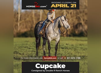 American Quarter Horse, Mare, 9 years, 14.3 hh, Gray