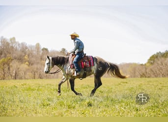 American Quarter Horse, Mare, 9 years, 14.3 hh, Gray
