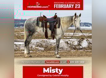 American Quarter Horse, Mare, 9 years, 14.3 hh, Grey