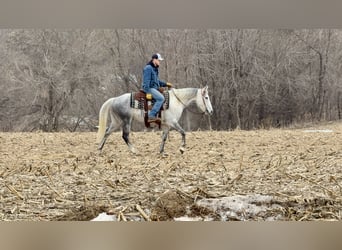 American Quarter Horse, Mare, 9 years, 14.3 hh, Grey