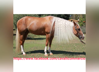 American Quarter Horse, Mare, 9 years, 14.3 hh, Palomino