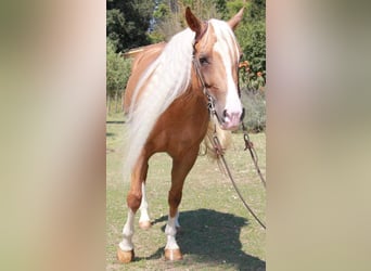 American Quarter Horse, Mare, 9 years, 14.3 hh, Palomino