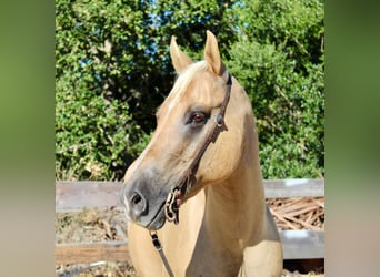 American Quarter Horse, Mare, 9 years, 14.3 hh, Palomino