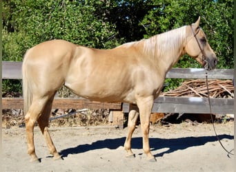 American Quarter Horse, Mare, 9 years, 14.3 hh, Palomino