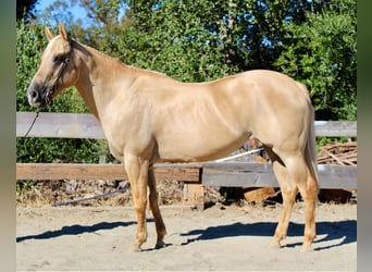 American Quarter Horse, Mare, 9 years, 14.3 hh, Palomino